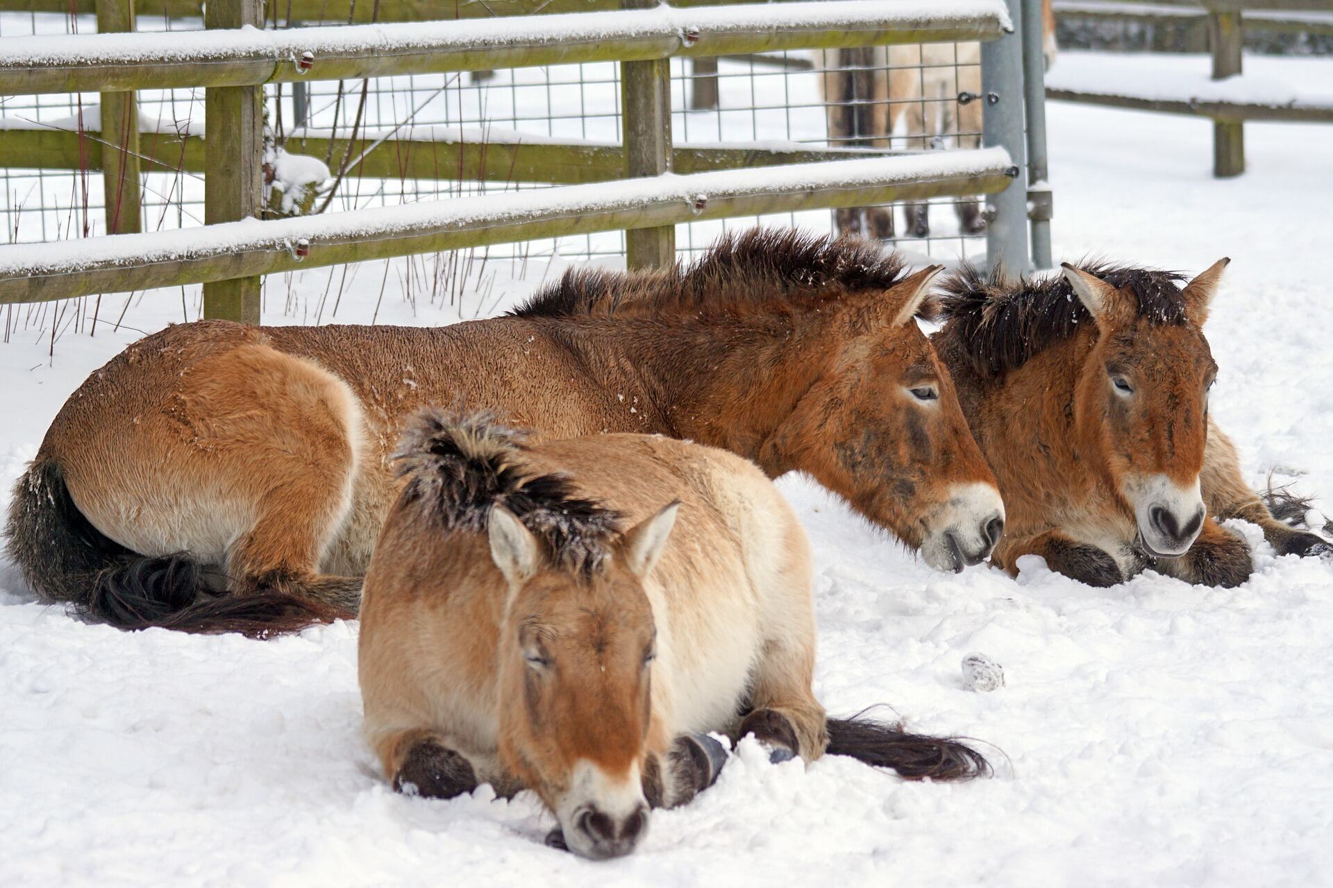 Een aantal przewalskipaarden bij elkaar. Door hun dikke vacht kunnen ze goed tegen de kou.